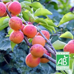 Abricotier racines nues doucoeur® 'anderheart' bio - racines nues - gobelet 2 ans