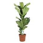 Ficus lyrata - xl ficus lyrata plante - pot 21cm - hauteur 70-90cm