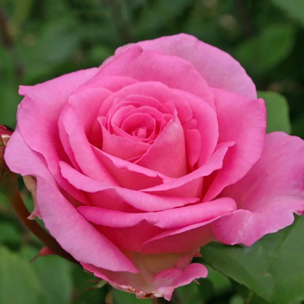 Rosier hybride rose remontant beverly très parfumé en pot 3l