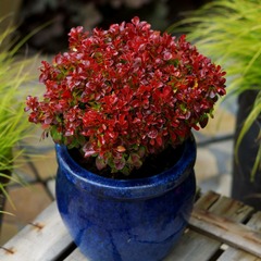 Epine-vinette thunbergii lutin rouge® - pot de 3l - 20/40 cm