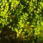 Hêtre commun sylvatica asplenifolia - godet - 5/20 cm