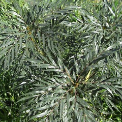 Mahonia eurybracteata sweet winter - pot de 3l - 20/40 cm