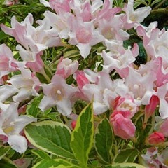 Weigela x nana variegata - pot de 4l - 40/60 cm
