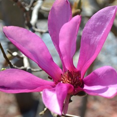 Magnolia x loebneri leonard messel - godet - 5/20 cm