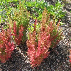 Epine-vinette thunbergii red torch® - pot de 5l - 40/60 cm