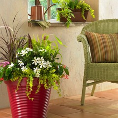 Gardenia pinwheel® - pot de 3l - 20/40 cm