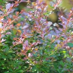 Epine-vinette thunbergii atropurpurea nana - godet - 5/20 cm
