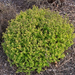 Epine-vinette thunbergii green carpet - godet - 5/20 cm