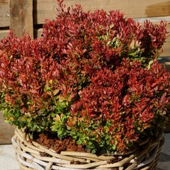 Epine-vinette thunbergii golden ruby® 'goruzam' - pot de 3l - 20/40 cm