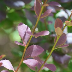 Epine-vinette interposita wallich's purple - godet - 5/20 cm