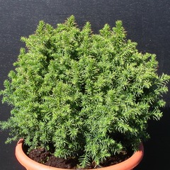 Cèdre du japon japonica vilmoriniana - pot de 5l - 40/60 cm