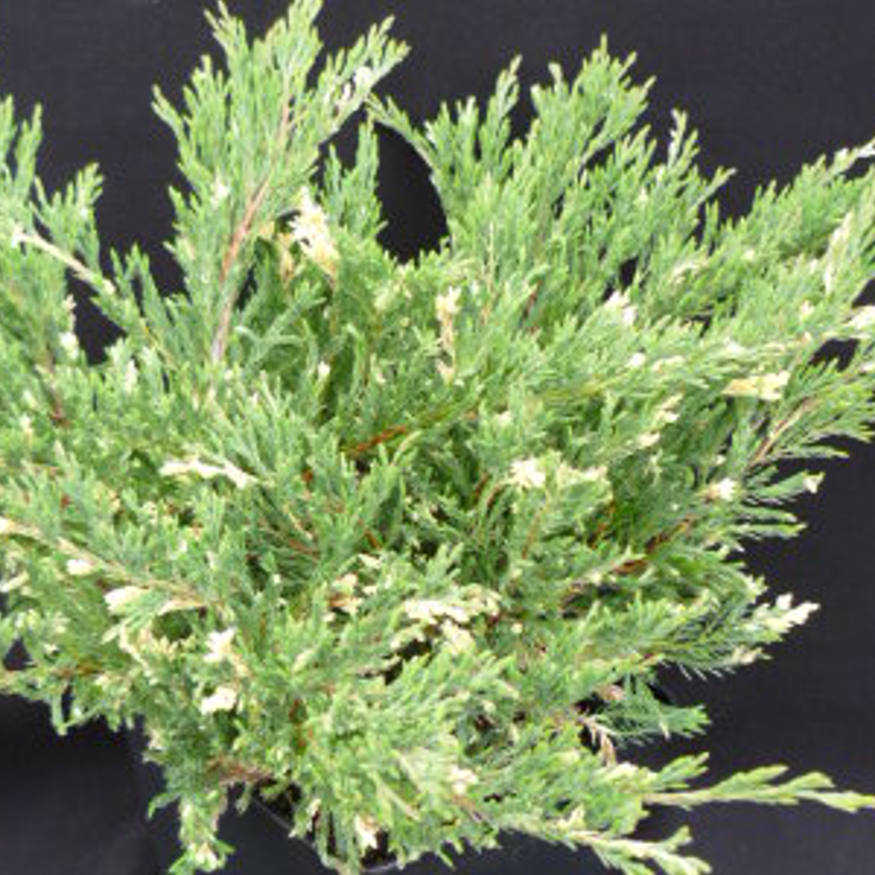 Genévrier rampant horizontalis andorra compacta variegata - pot de 5l - 40/60 cm
