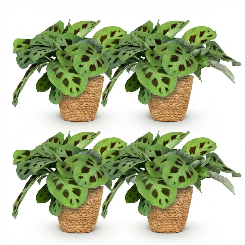 Maranta fascinator kerchoveana - pet-friendly - pot de 12cm - hauteur 25cm