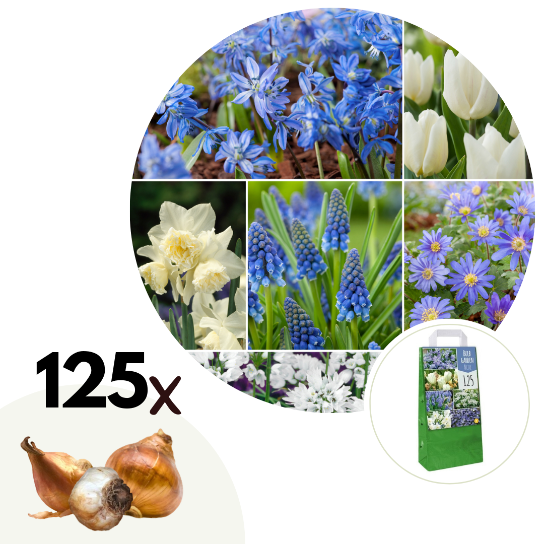 Bulbes des plantes "garden blue" mix de 125 pièces
