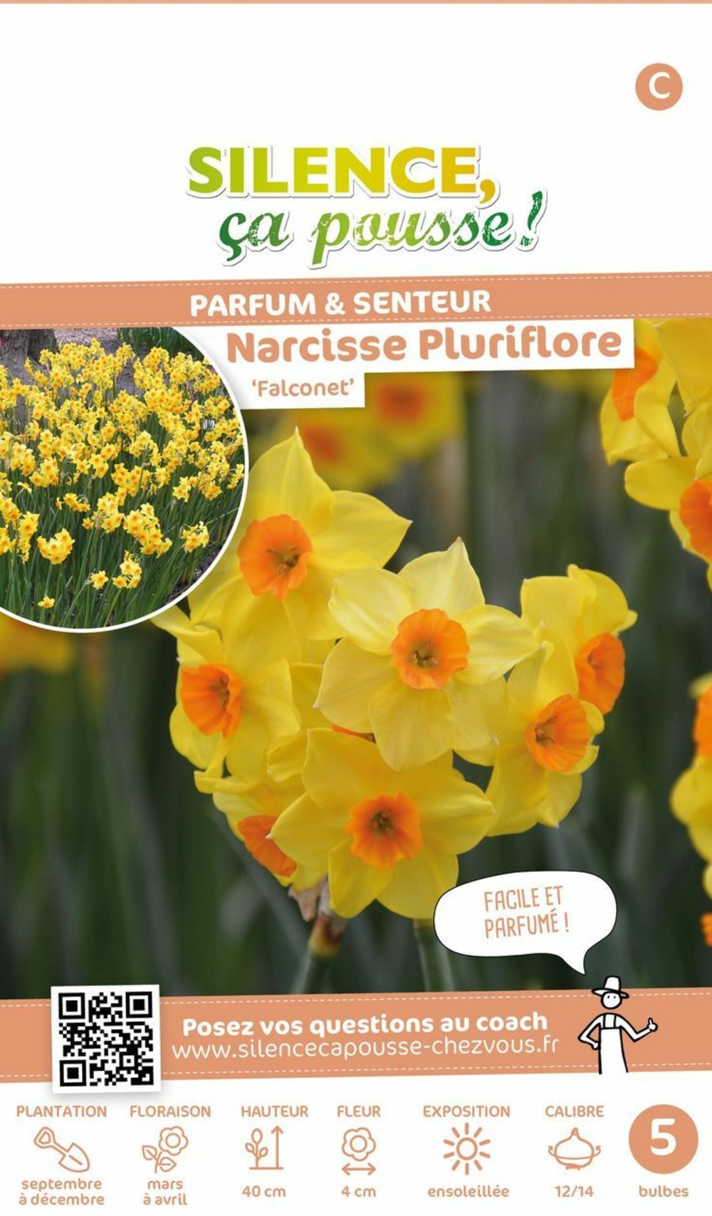 Narcisse pluriflore falconet 12/14 x5 bulbes | Truffaut