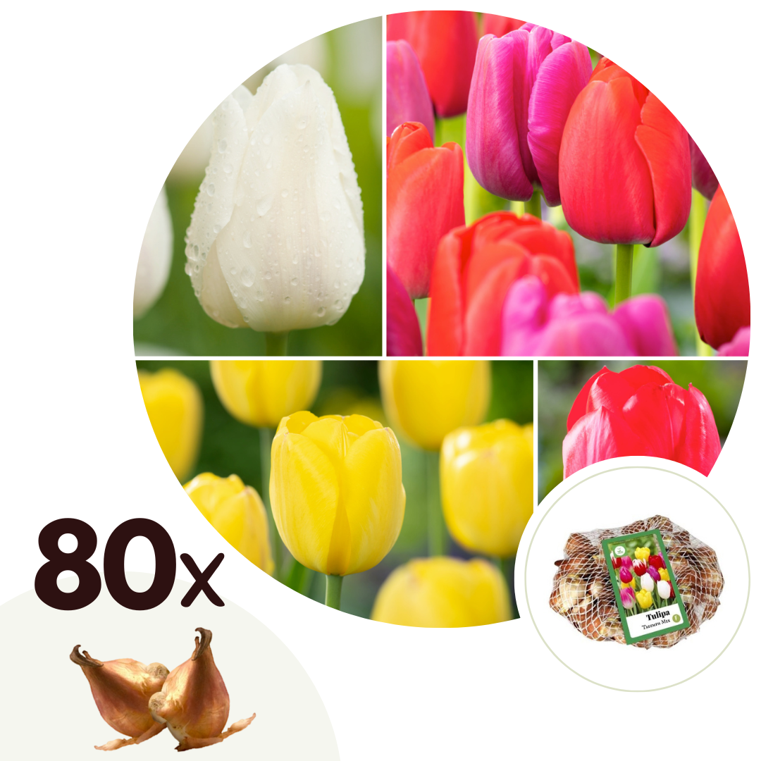 Bulbes des tulipes "Triumph" - mix de 80 pièces