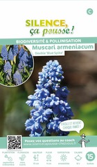 Muscari double armeniacum blue spike 9/+ x15 bulbes