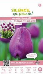 Tulipe triomphe negrita 12/+ x8 bulbes