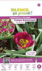 Tulipe botanique persian pearl 6/+ x8 bulbes