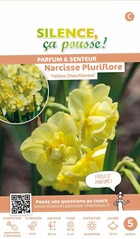Narcisse pluriflore yellow cheerfulness 12/14 x5 bulbes