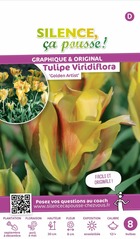 Tulipe viridiflora golden artist 12/+ x8 bulbes