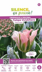 Tulipe viridiflora china town 12/+ x8 bulbes