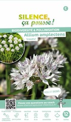 Allium amplectens graceful 6/+ x12 bulbes