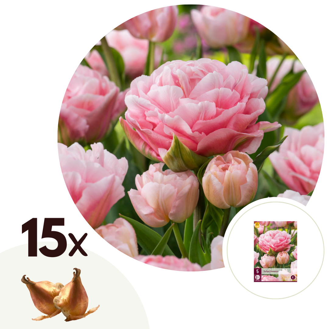 Bulbes des tulipes dreamer - mix de 15 pièces