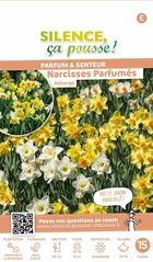 Narcisse parfumes melange 10/12 x15 bulbes