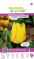 Tulipe triomphe ice lolly 12/+ x8 bulbes