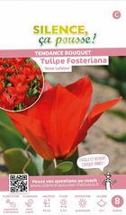 Tulipe fosteriana mme lefeber 12/+ x8 bulbes