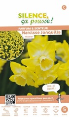 Narcisse jonquille hillstar 12/14 x5 bulbes