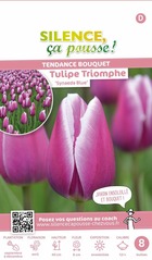 Tulipe triomphe synaeda blue 12/+ x8 bulbes