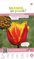 Tulipe triomphe kees nelis 12/+ x8 bulbes
