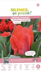 Tulipe greigii portland 12/+ x8 bulbes