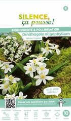 Ornithogale oligophyllum white trophie 5/+ x10 bulbes
