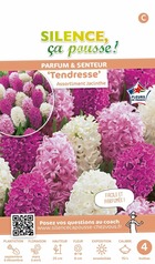 Assortiment jacinthe tendresse fleurs de france 15/+ x4 bulbes
