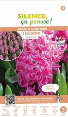 Jacinthe pink pearl fleurs de france 15/+ x3 bulbes