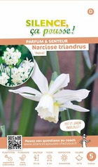 Narcisse triandrus petrel 12/14 x5 bulbes