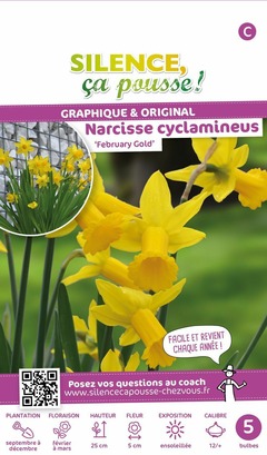 Narcisse cyclamineus february gold 12/+ x5