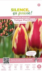Tulipe pluriflore colour spectacle 12/+ x8 bulbes