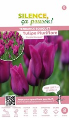 Tulipe pluriflore purple bouquet 12/+ x8 bulbes