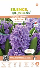 Jacinthe purple star fleurs de france 15/+ x3 bulbes