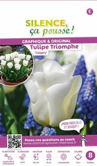 Tulipe triomphe calgary 12/+ x8 bulbes
