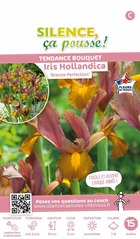 Iris hollandica bronze perfection fleurs de france 7/8 x15 bulbes