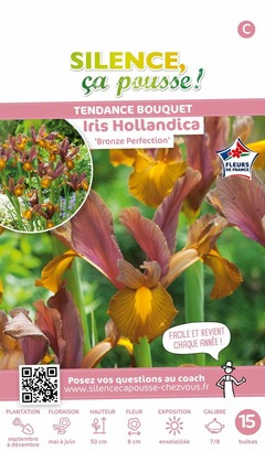 Iris hollandica bronze perfection fdf 7/8 x15