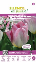 Tulipe  fosteriana emperor flaming purissima 12/+ x8 bulbes