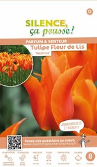 Tulipe fleur de lis ballerina 12/+ x8 bulbes