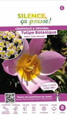 Tulipe  botanique bakeri lilac wonder 6/+ x8 bulbes