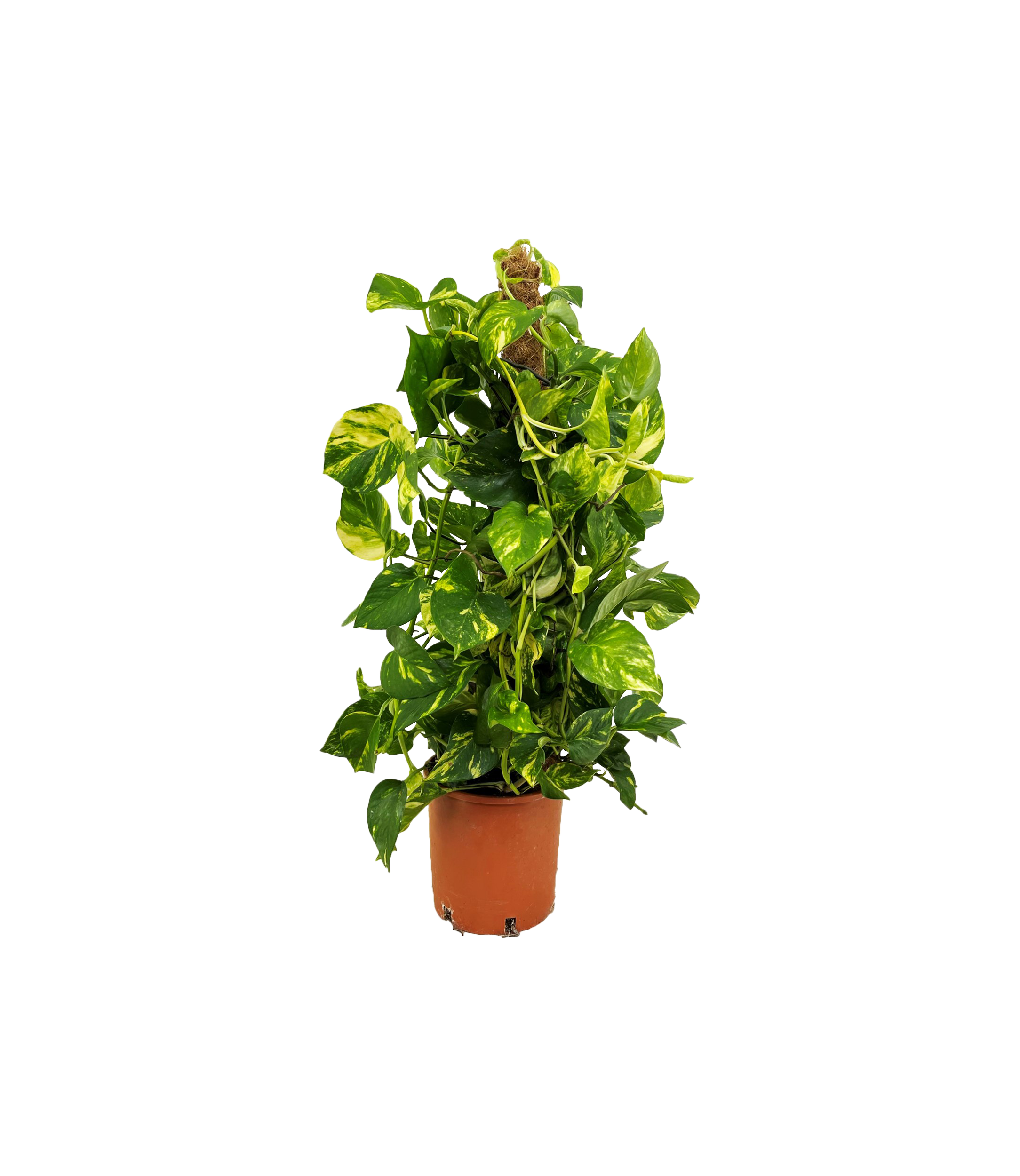 Scindapsus aureum - pot ⌀21cm - h80-90cm (hauteur pot incluse)